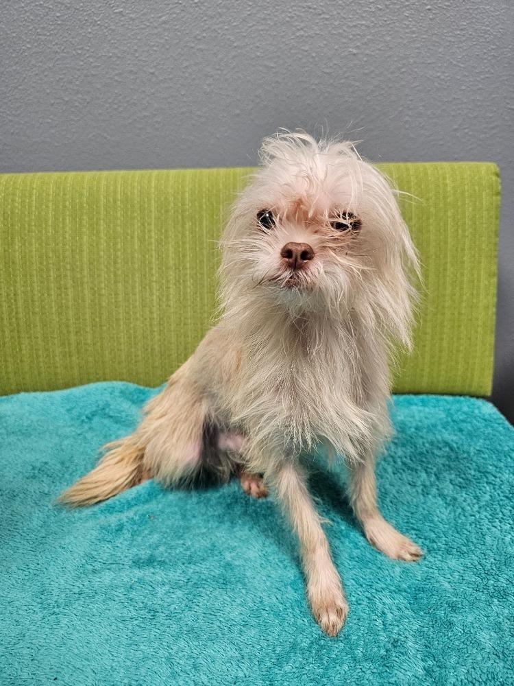 Enlarge Reuben, a Adoptable mixed breed in Wolcott, CT image 3/6