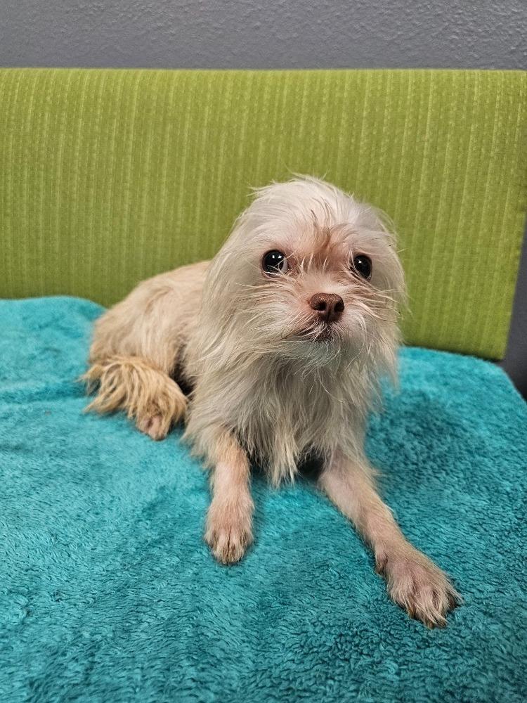 Enlarge Reuben, a Adoptable mixed breed in Wolcott, CT image 4/6