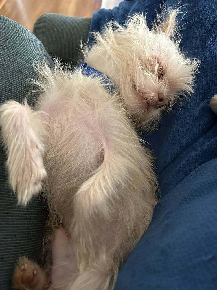 Enlarge Reuben, a Adoptable mixed breed in Wolcott, CT image 5/6