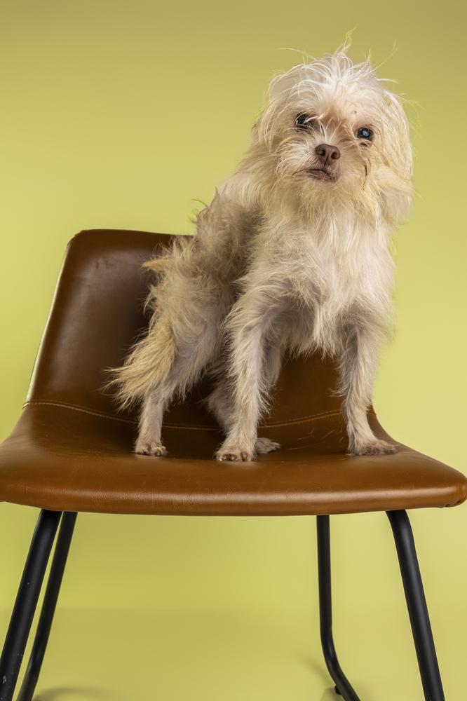 Enlarge Reuben, a Adoptable mixed breed in Wolcott, CT image 6/6