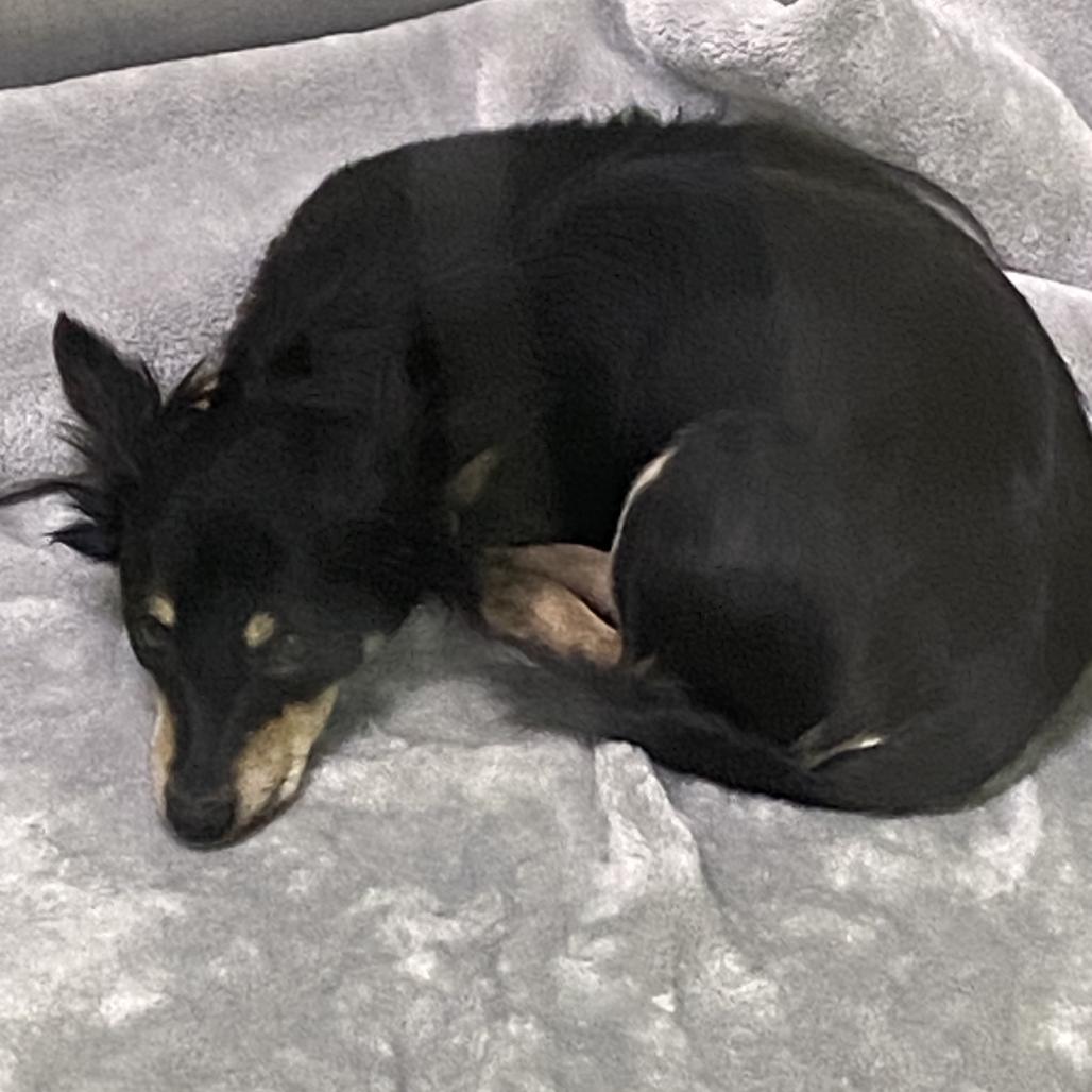 Enlarge Roslie, a Adoptable mixed breed in Spokane, WA image 1/1