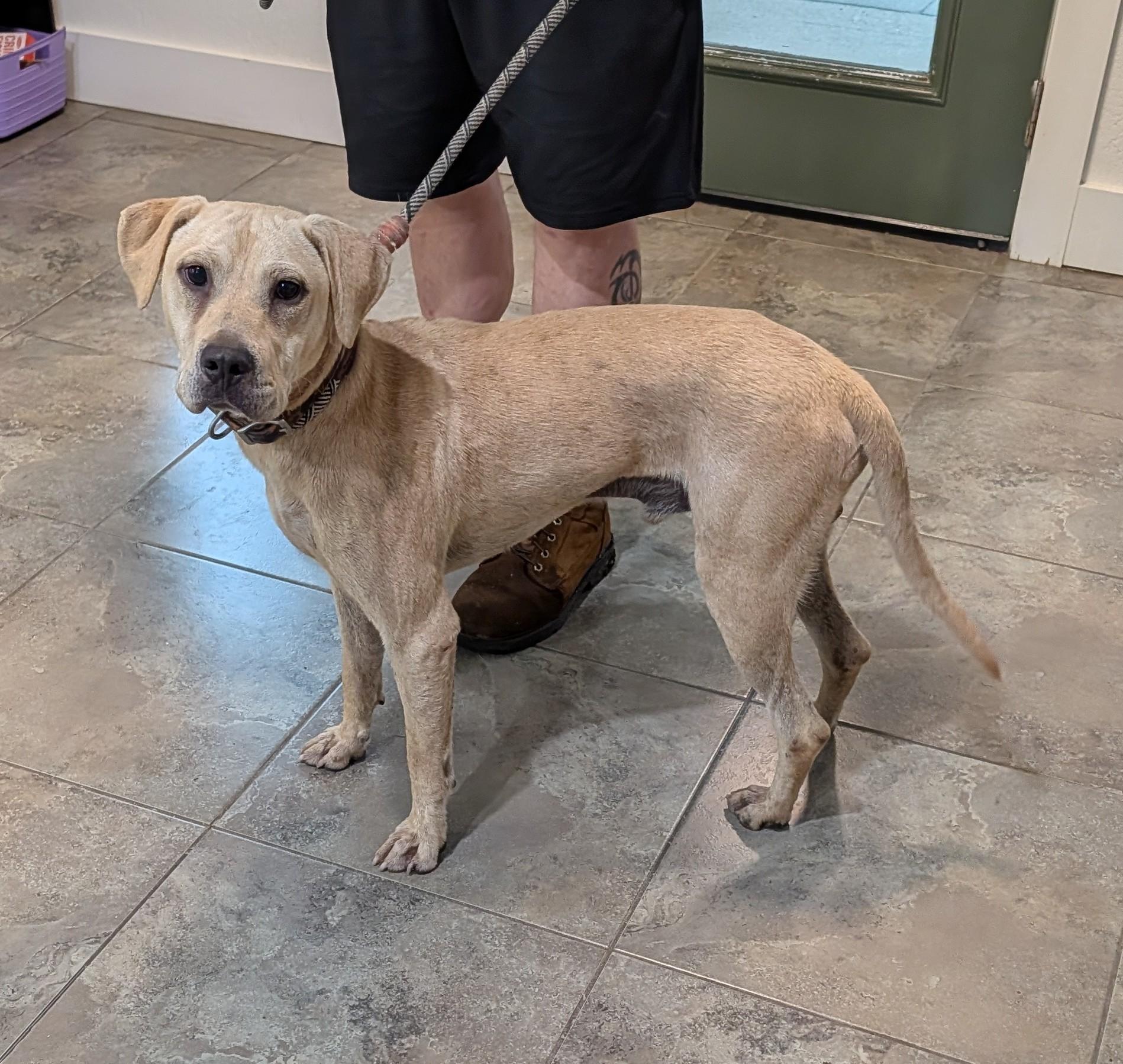 Enlarge Thomas, an adopted mixed breed in Bella Vista, AR image 1/1