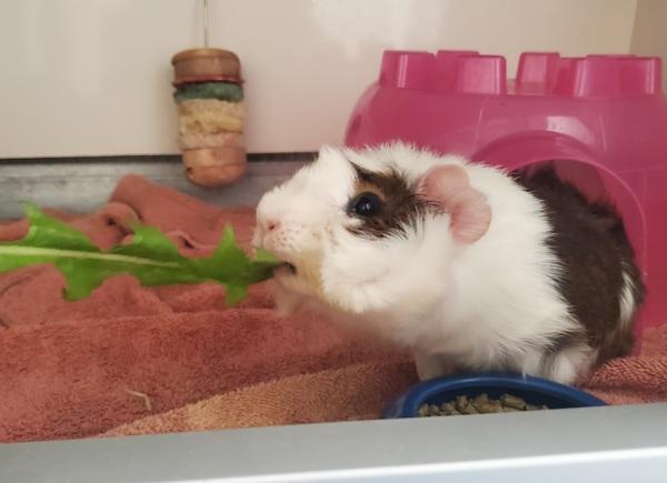 Tootsy, Adoptable, Young Male Guinea Pig.
