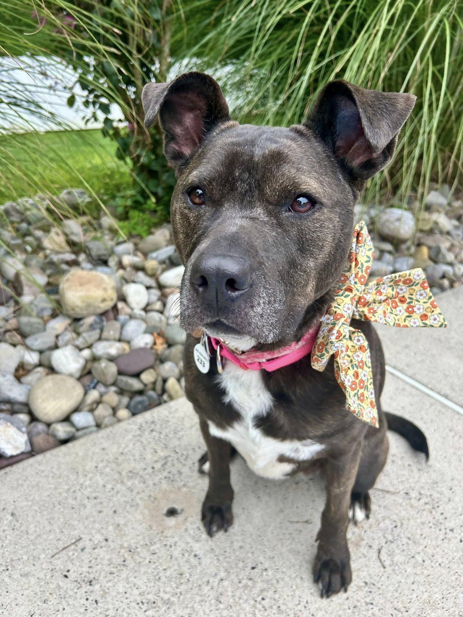 Enlarge Tori, a Adoptable mixed breed in Warrington, PA image 2/6