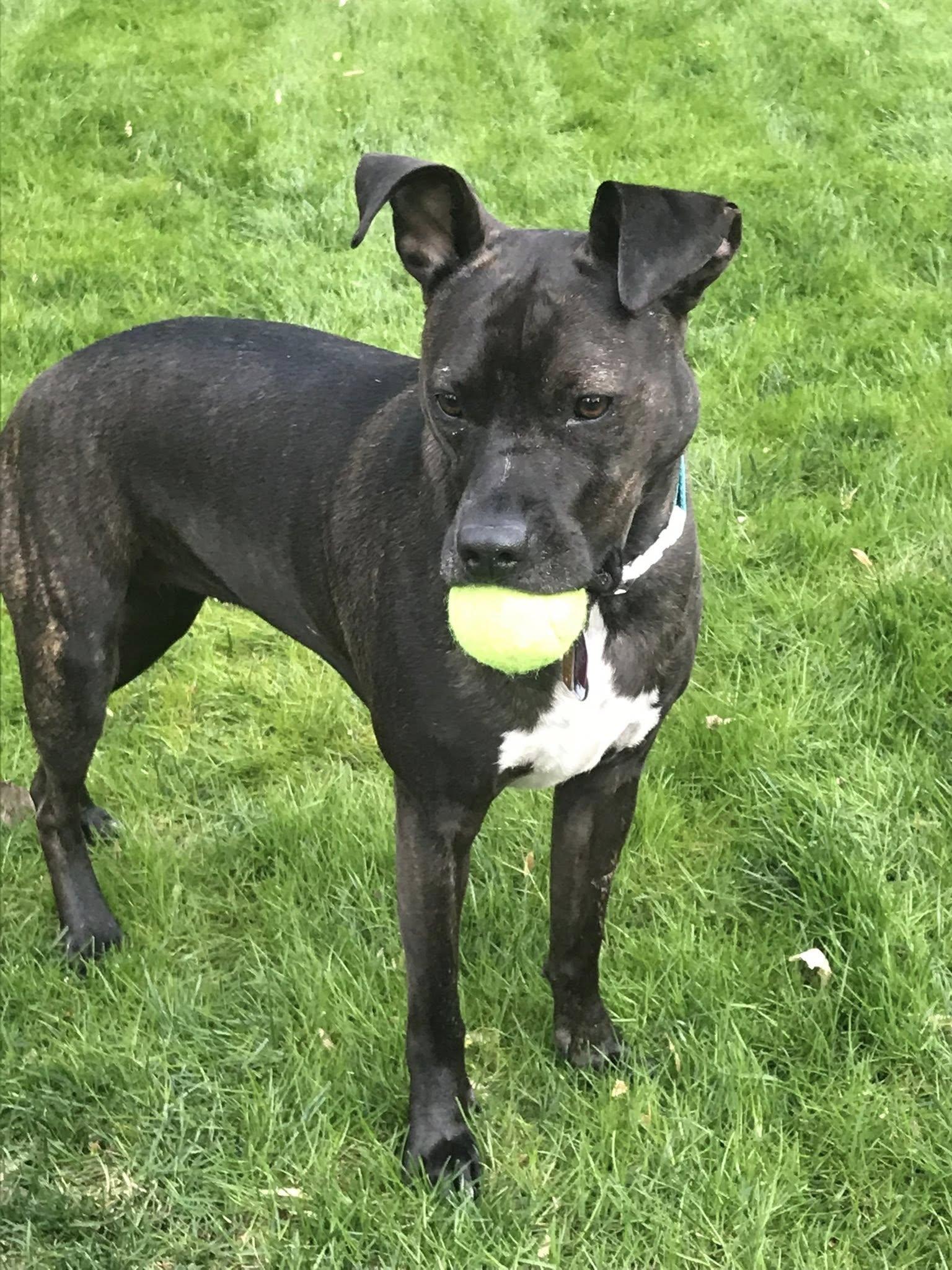 Enlarge Tori, a Adoptable mixed breed in Warrington, PA image 4/6