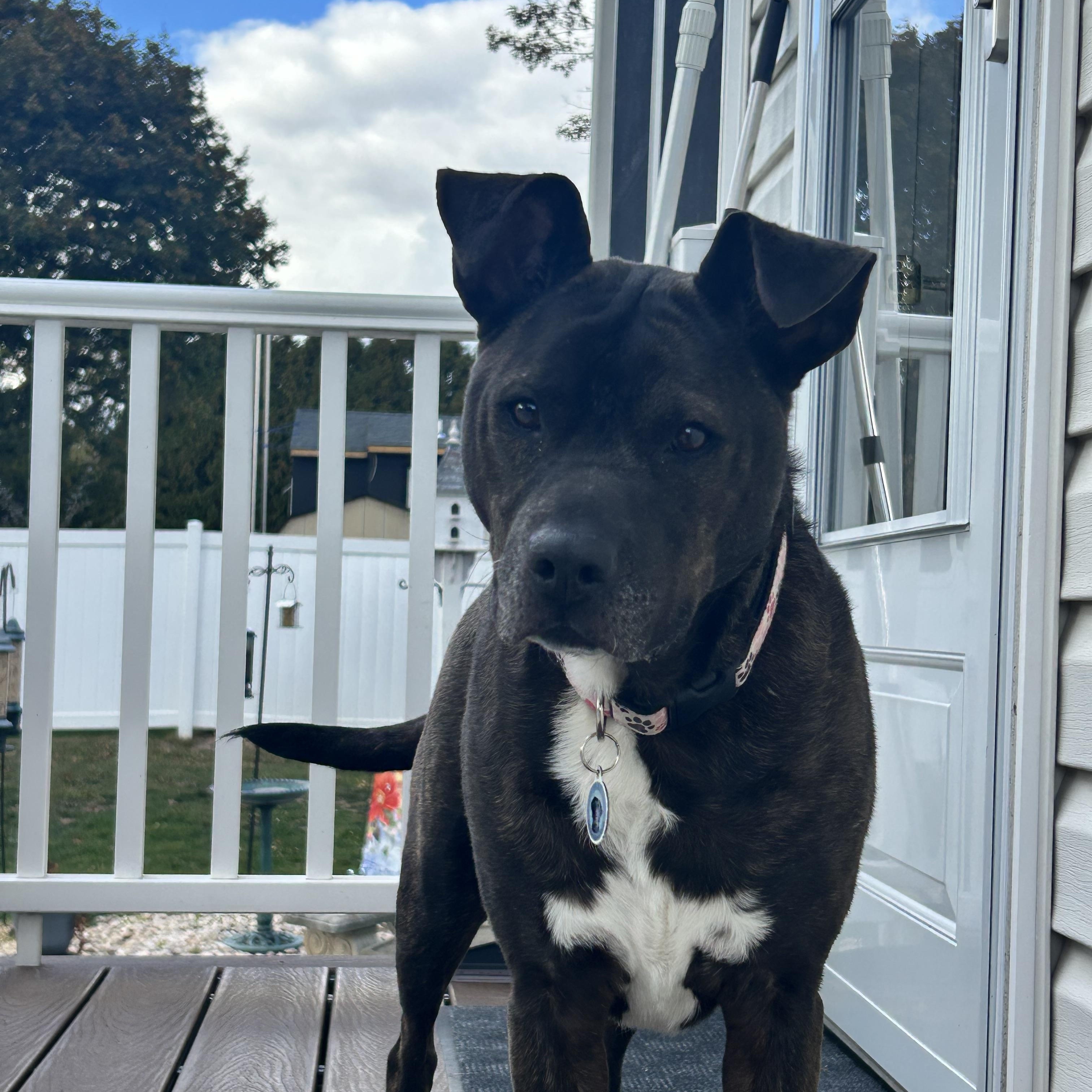 Enlarge Tori, a Adoptable mixed breed in Warrington, PA image 1/6