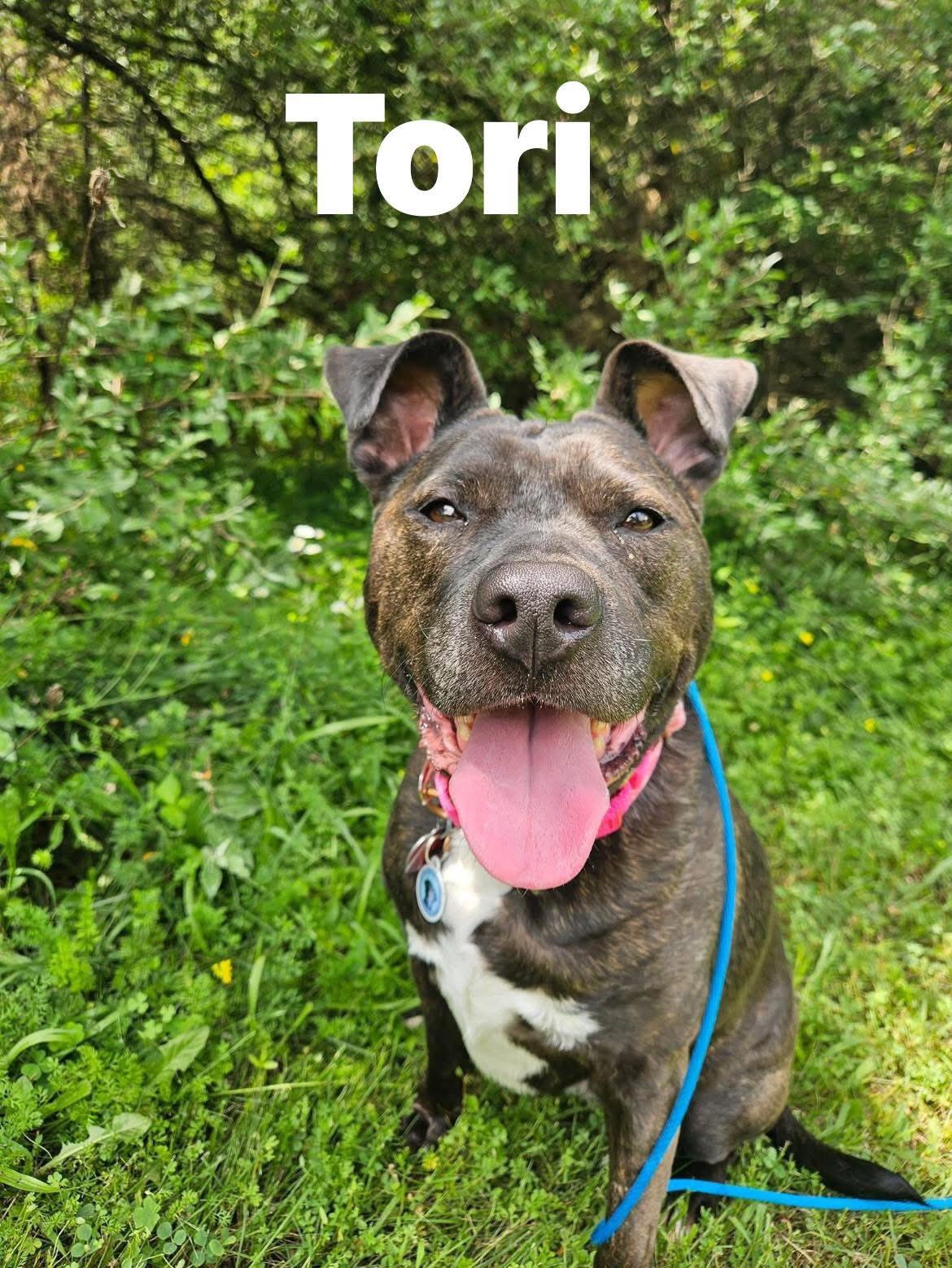 Enlarge Tori, a Adoptable mixed breed in Warrington, PA image 3/6