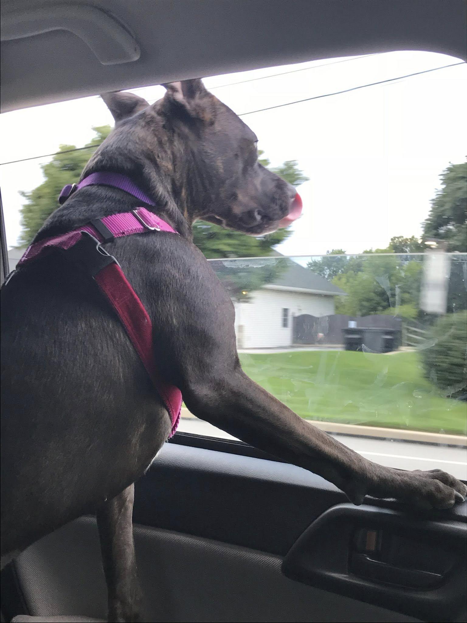 Enlarge Tori, a Adoptable mixed breed in Warrington, PA image 5/6