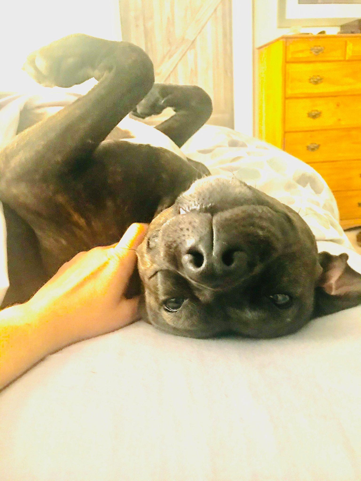 Enlarge Tori, a Adoptable mixed breed in Warrington, PA image 6/6