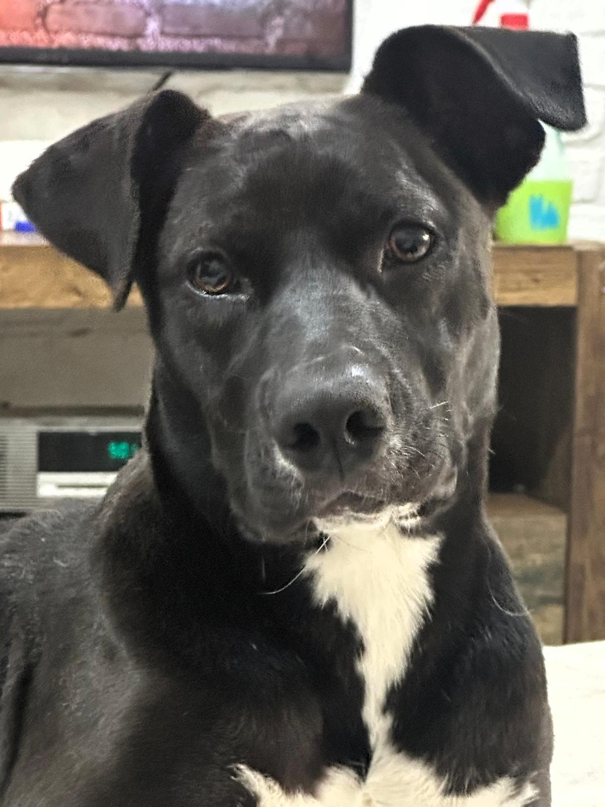 Enlarge Kata, a Adoptable mixed breed in San Francisco, CA image 2/6