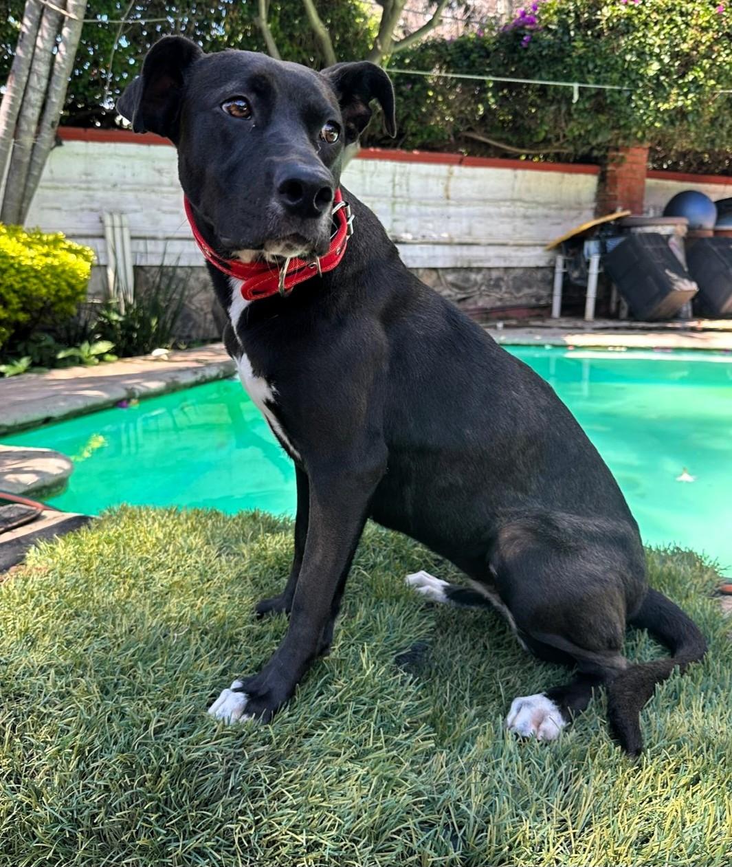 Enlarge Kata, a Adoptable mixed breed in San Francisco, CA image 6/6