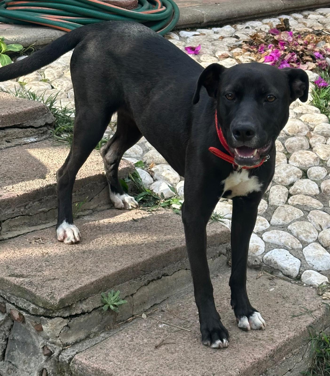 Kata, Adoptable, Young Female Black Labrador Retriever.