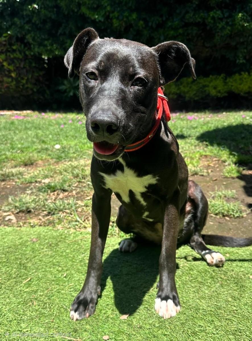 Enlarge Kata, a Adoptable mixed breed in San Francisco, CA image 5/6