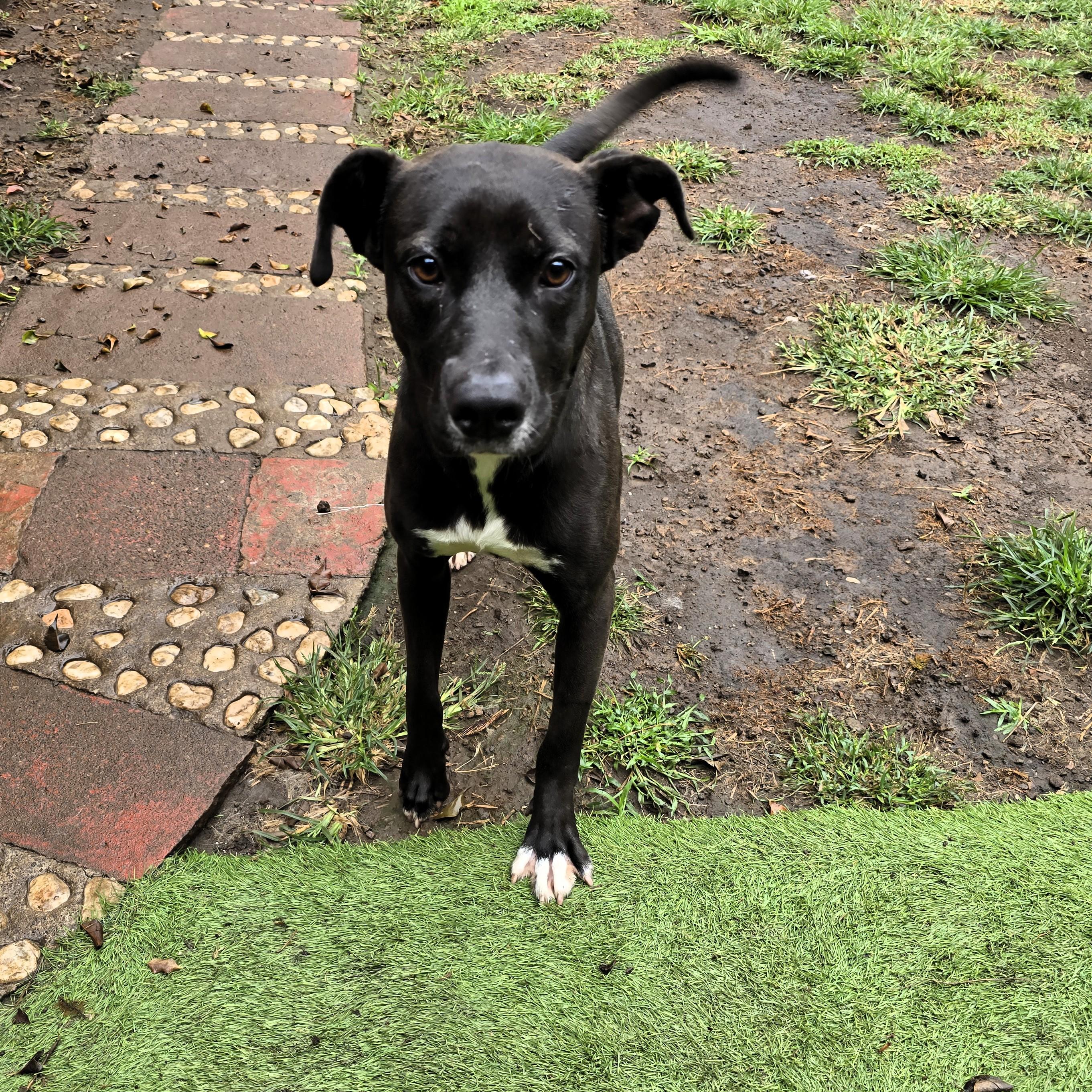 Enlarge Kata, a Adoptable mixed breed in San Francisco, CA image 3/6