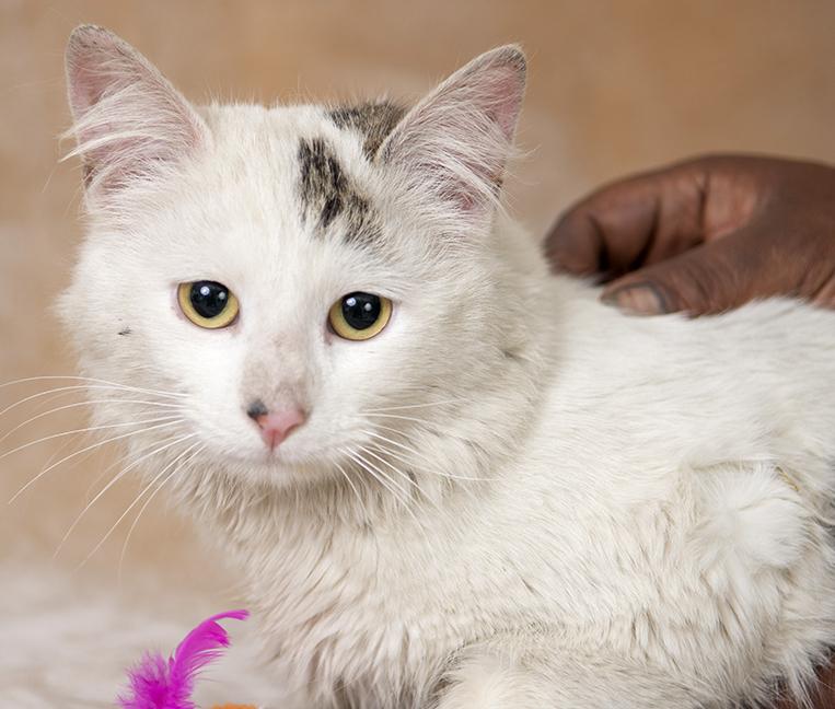 Enlarge Jessie, a ADOPTABLE Domestic Long Hair in Chicago, IL image 4/5