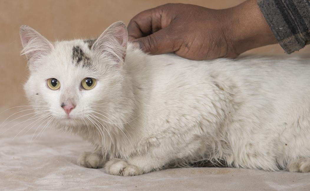 Enlarge Jessie, a ADOPTABLE Domestic Long Hair in Chicago, IL image 3/5