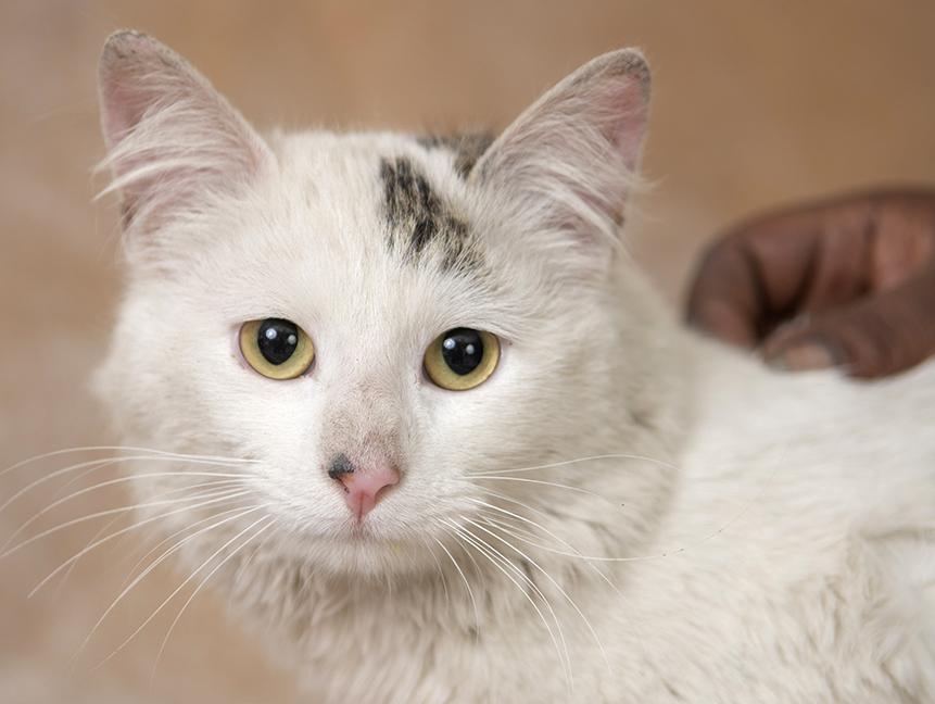Enlarge Jessie, a ADOPTABLE Domestic Long Hair in Chicago, IL image 1/5