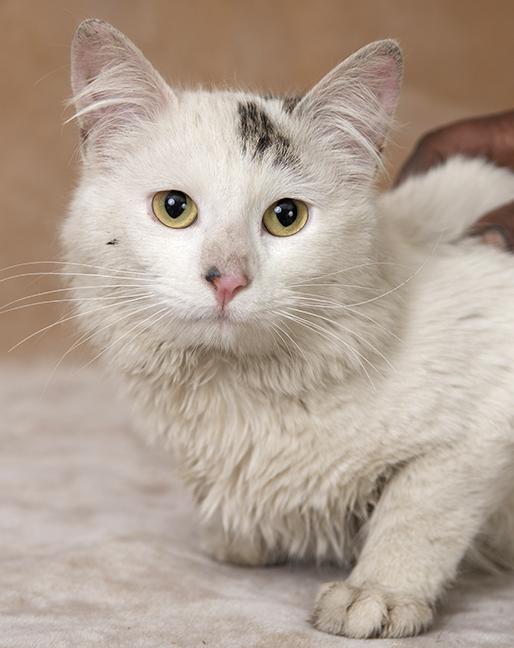 Enlarge Jessie, a ADOPTABLE Domestic Long Hair in Chicago, IL image 5/5