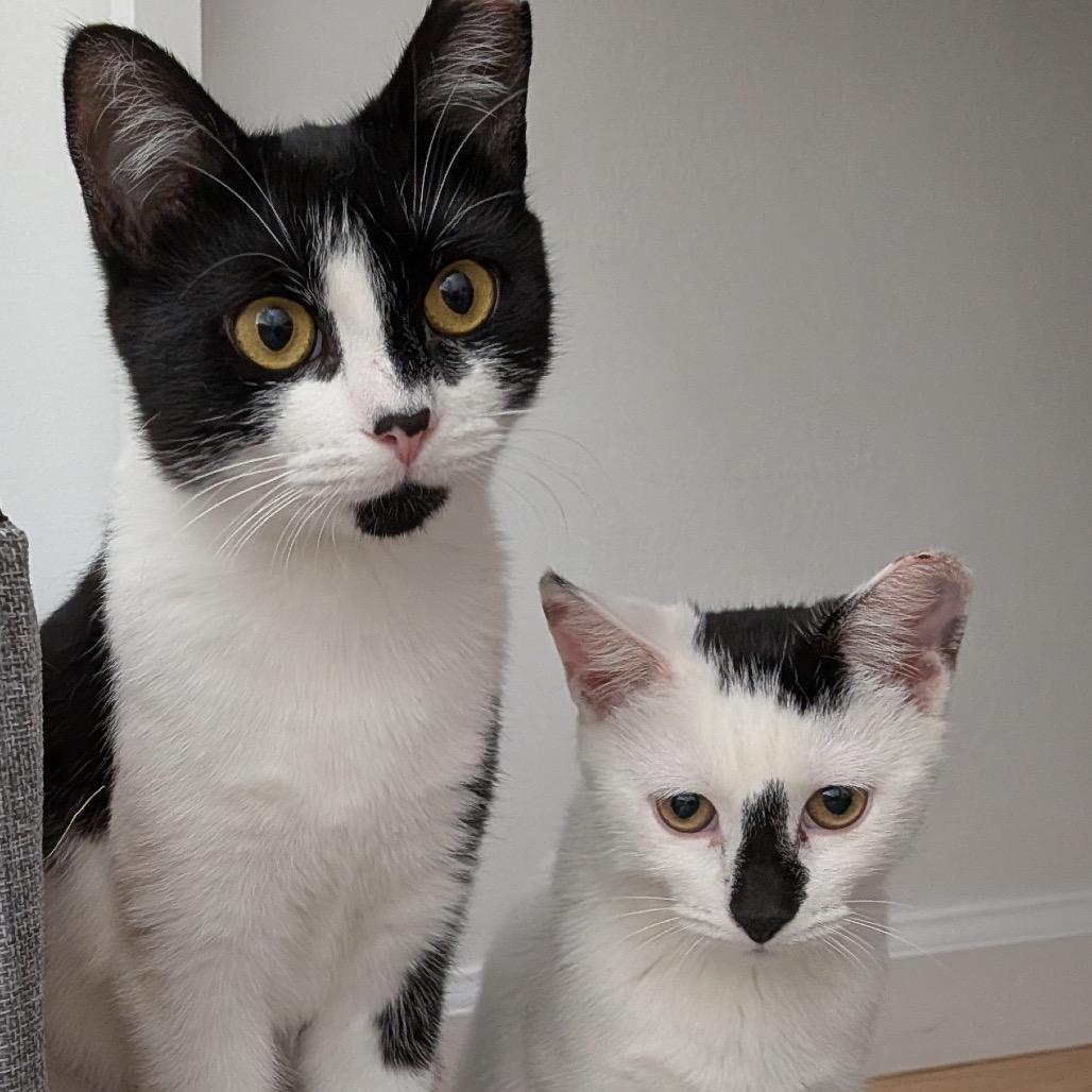 Enlarge Daisy (Kitten), a Adoptable Domestic Short Hair in Forest Hills, NY image 2/4