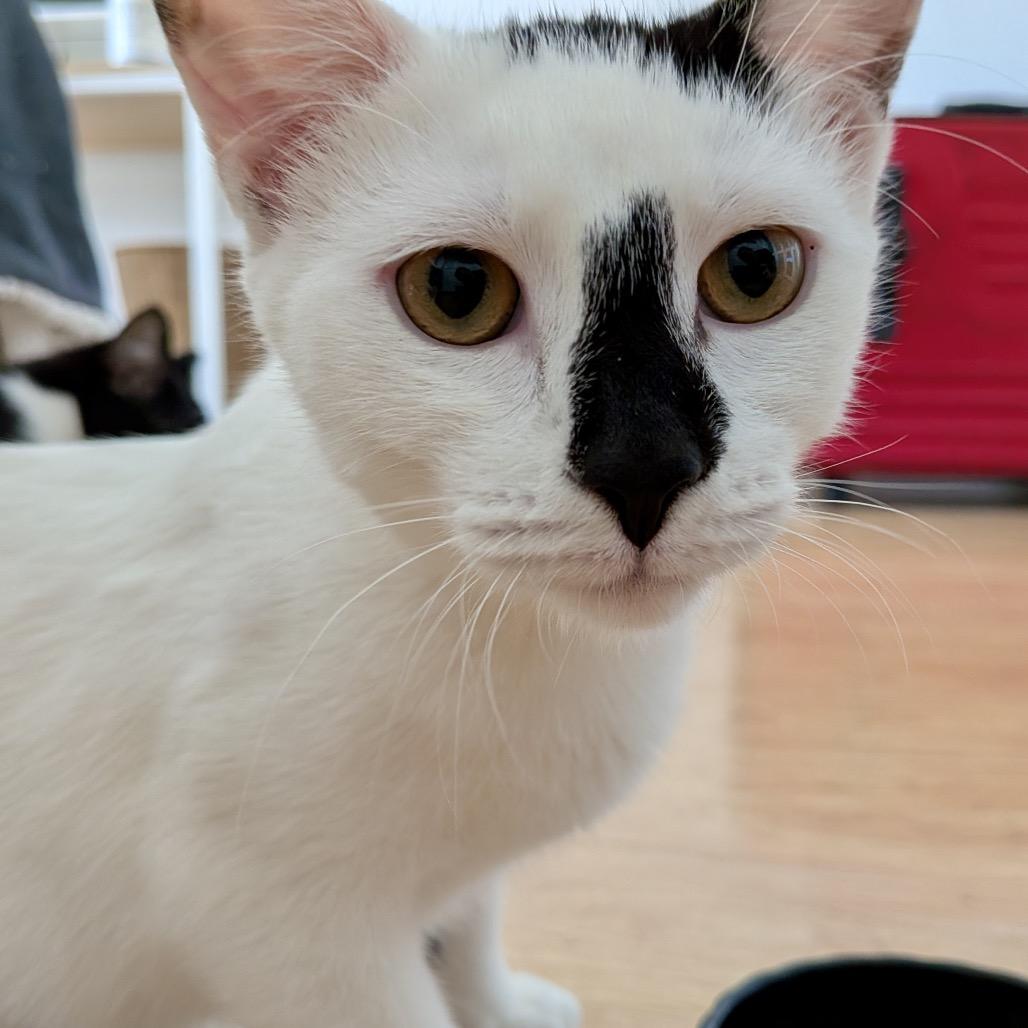 Enlarge Daisy (Kitten), a Adoptable Domestic Short Hair in Forest Hills, NY image 3/4