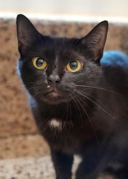 Mary Shelley 64182, a Adoptable mixed breed in Aiken, SC image 1/2