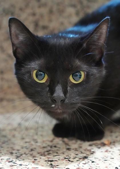 Mary Shelley 64182, a Adoptable mixed breed in Aiken, SC image 2/2