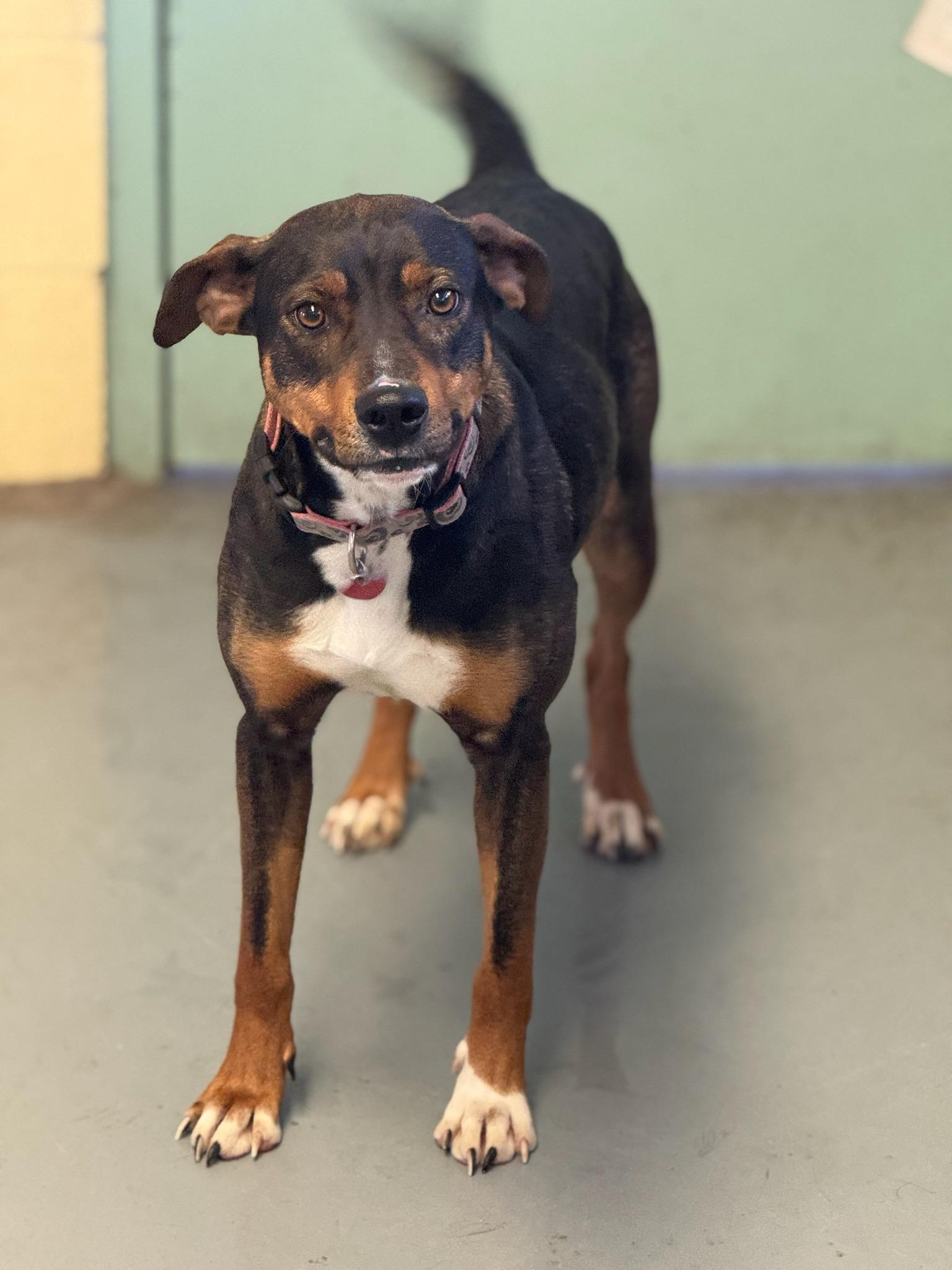 Enlarge CRICKET, a Adoptable mixed breed in Kensington, CT image 2/3