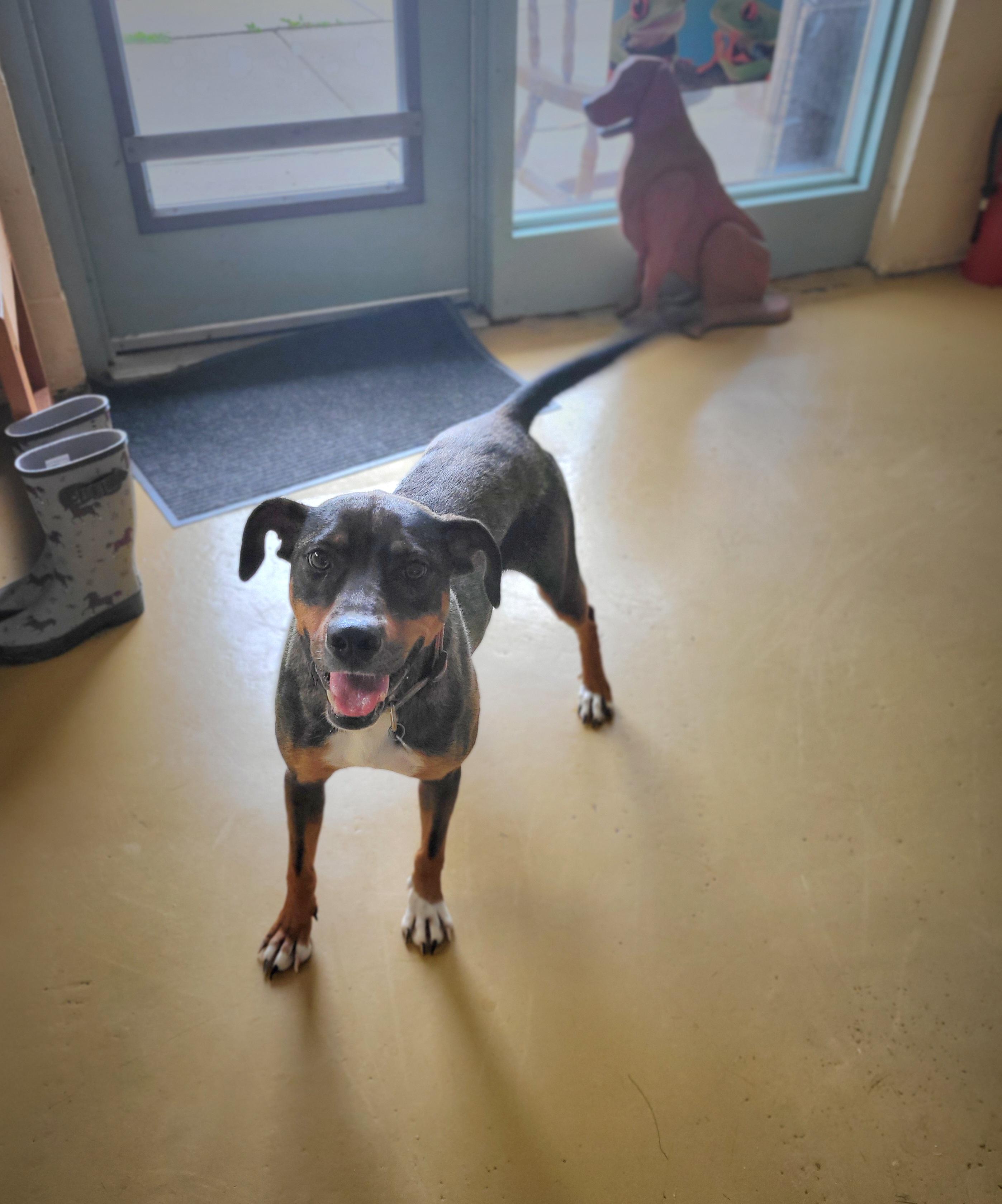 Enlarge CRICKET, a Adoptable mixed breed in Kensington, CT image 3/3