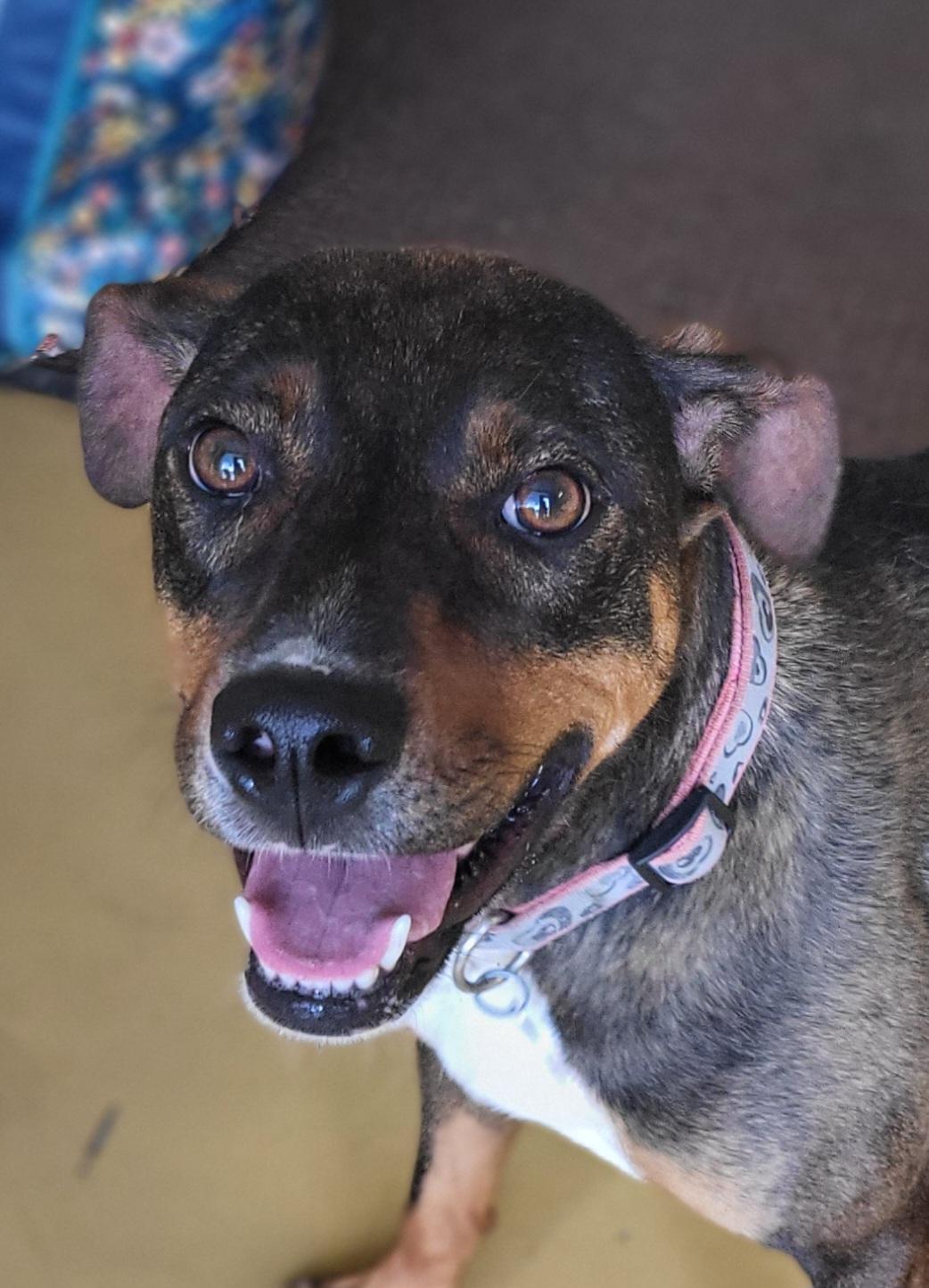 CRICKET, Adoptable, Young Female Pit Bull Terrier.