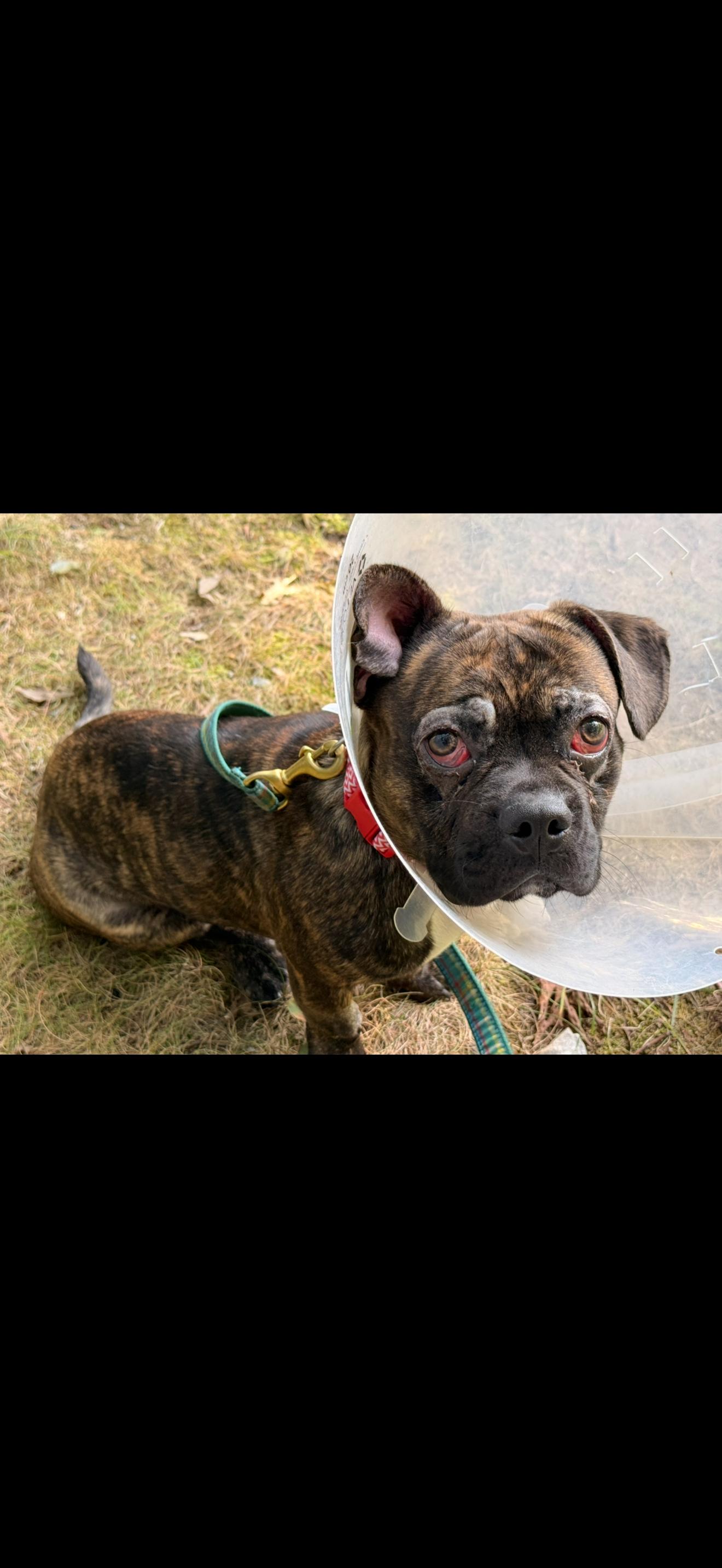 Enlarge Winter, a Adopted French Bulldog in Worcester, MA image 3/5