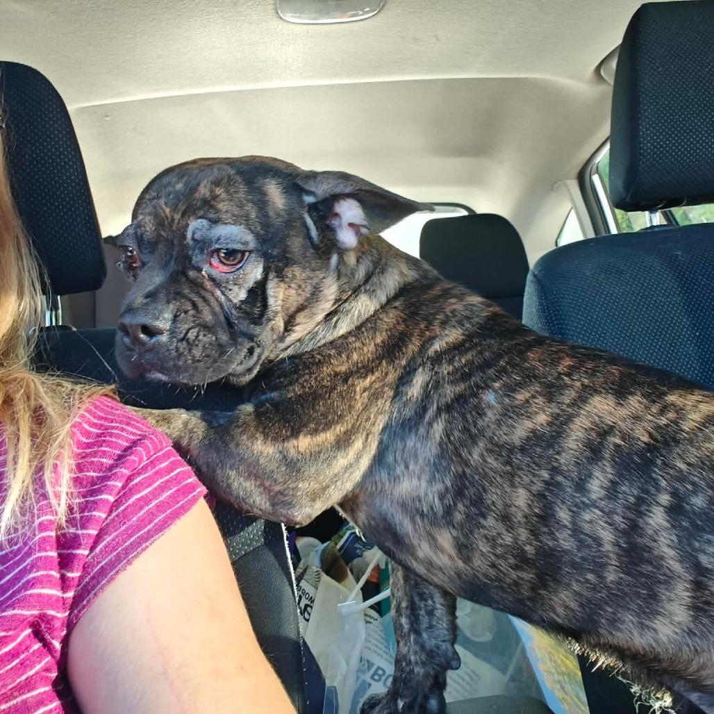 Enlarge Winter, a Adopted French Bulldog in Worcester, MA image 4/5