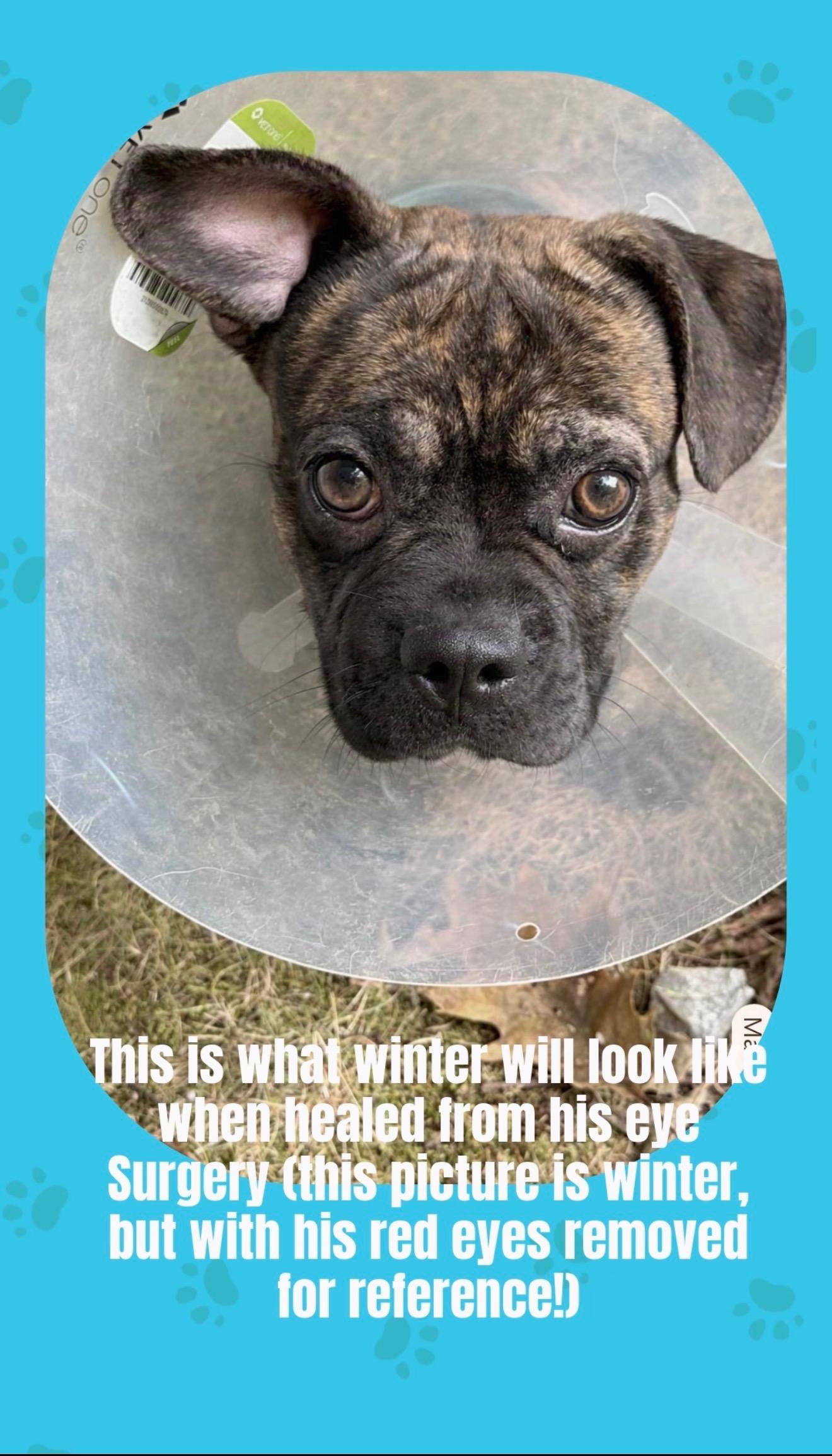 Winter, Adopted, Young Male French Bulldog.