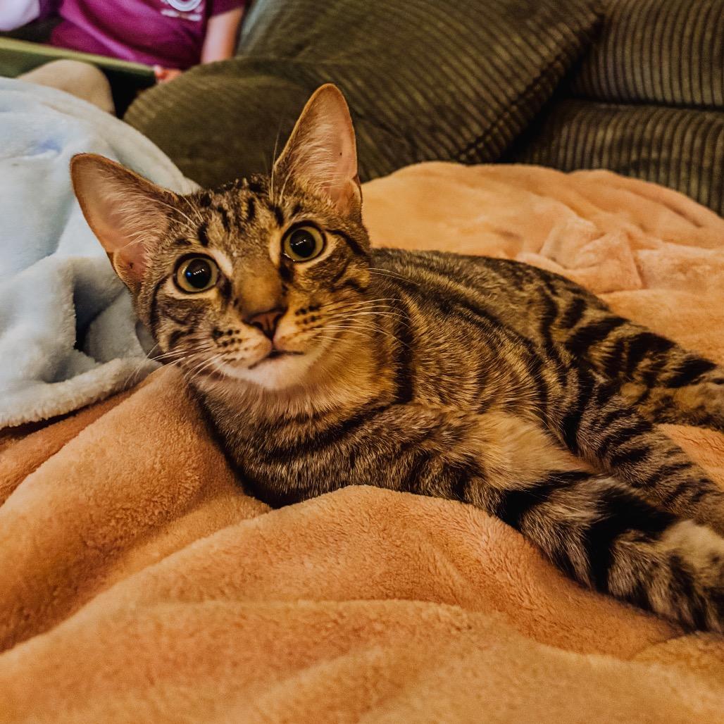 Chips 2181, Adoptable, Kitten Male Domestic Short Hair.