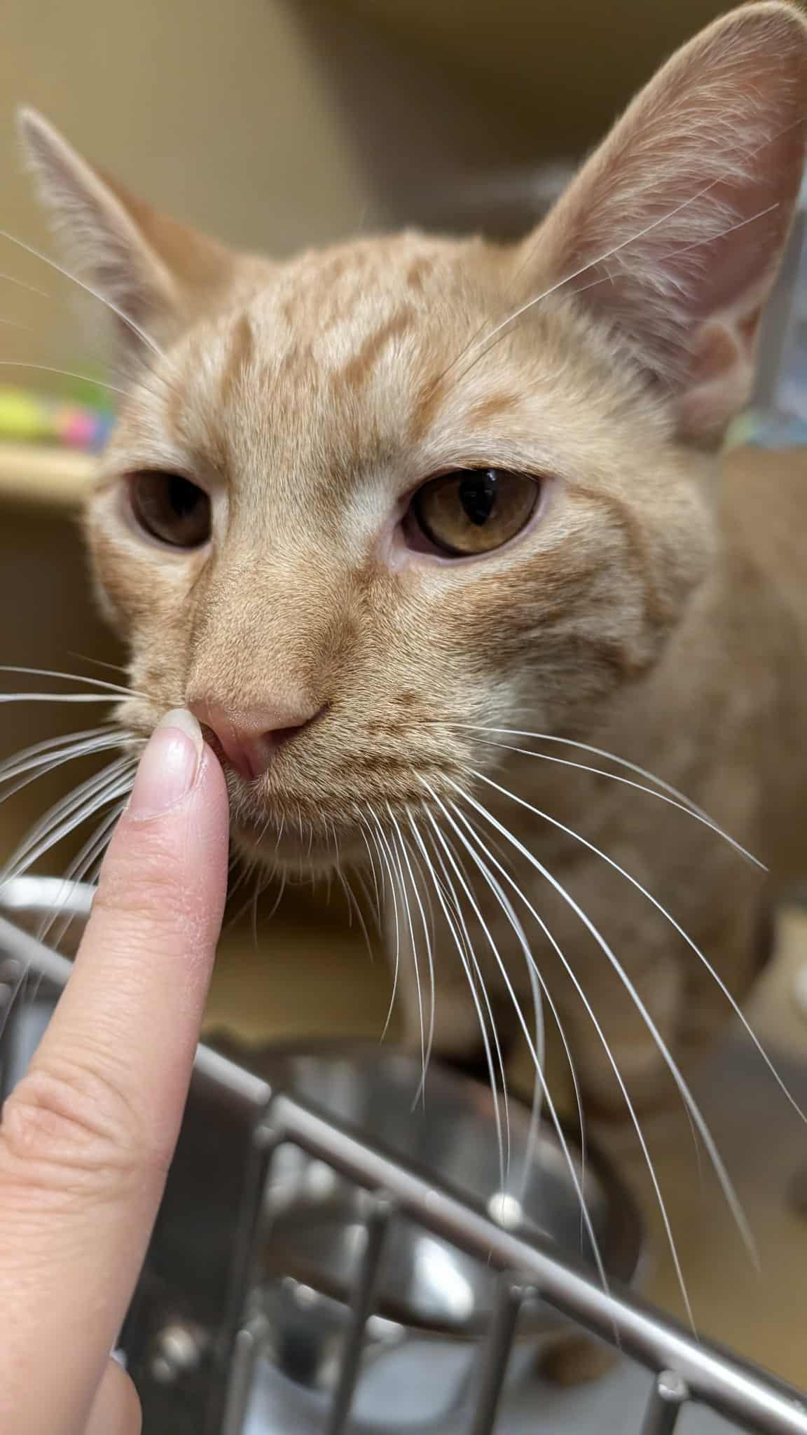 KING ARTHUR, a Adoptable mixed breed in City of Industry, CA image 3/6