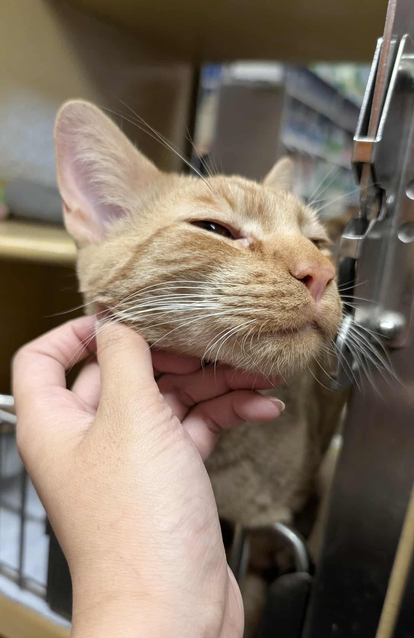 KING ARTHUR, a Adoptable mixed breed in City of Industry, CA image 6/6