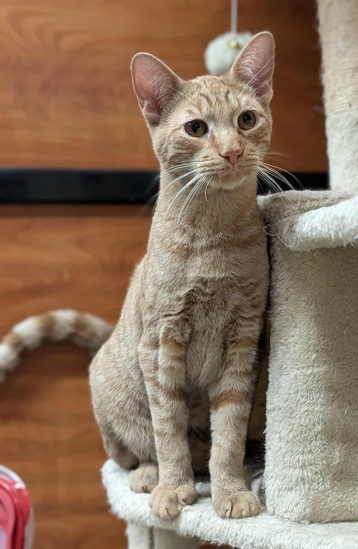 KING ARTHUR, a Adoptable mixed breed in City of Industry, CA image 5/6