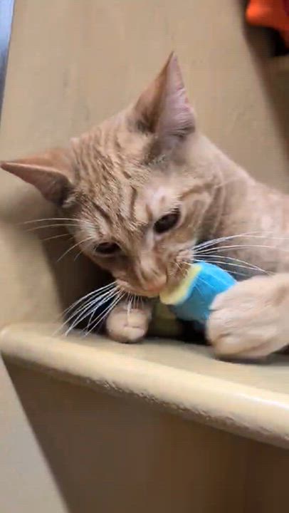 Enlarge KING ARTHUR, a Adoptable mixed breed in City of Industry, CA video 4/6