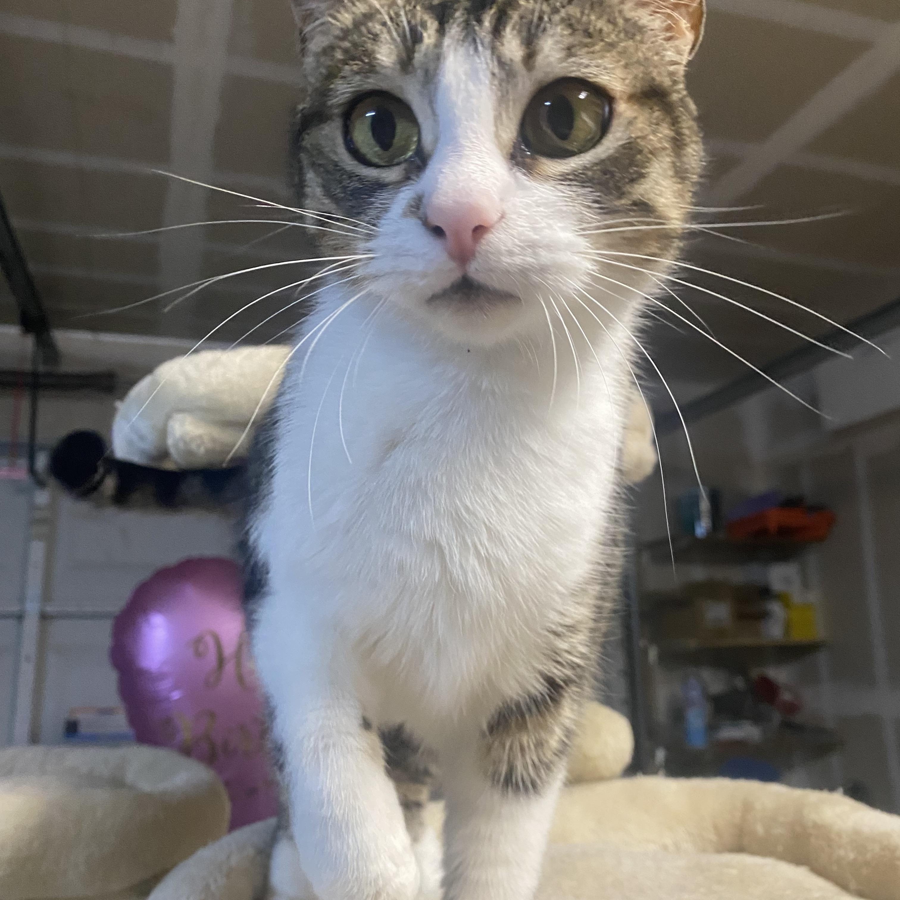 Enlarge Tita, a Adoptable Tabby in Tracy, CA image 1/1