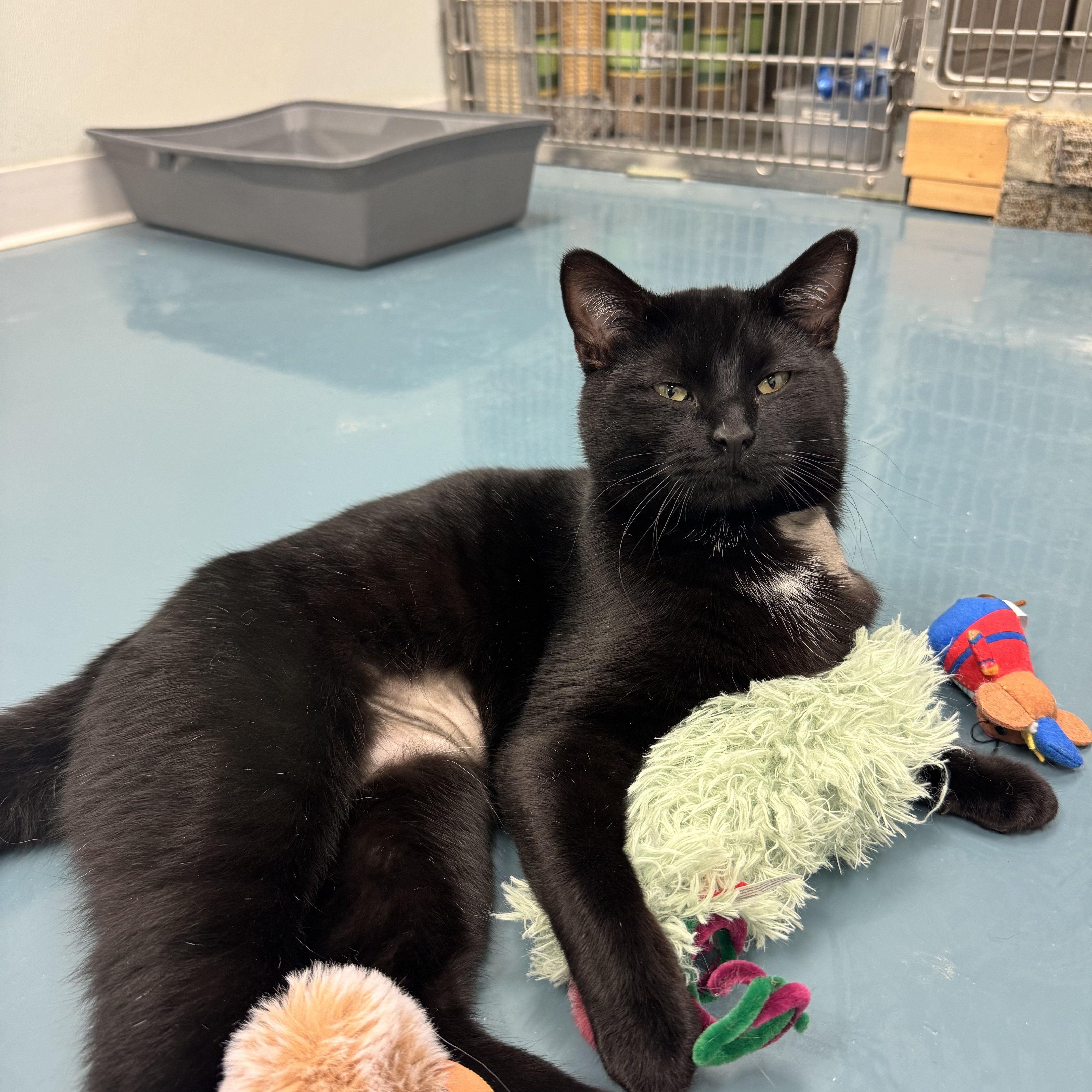 Enlarge Toby, a Adoptable Domestic Short Hair in Crystal Lake, IL image 2/5