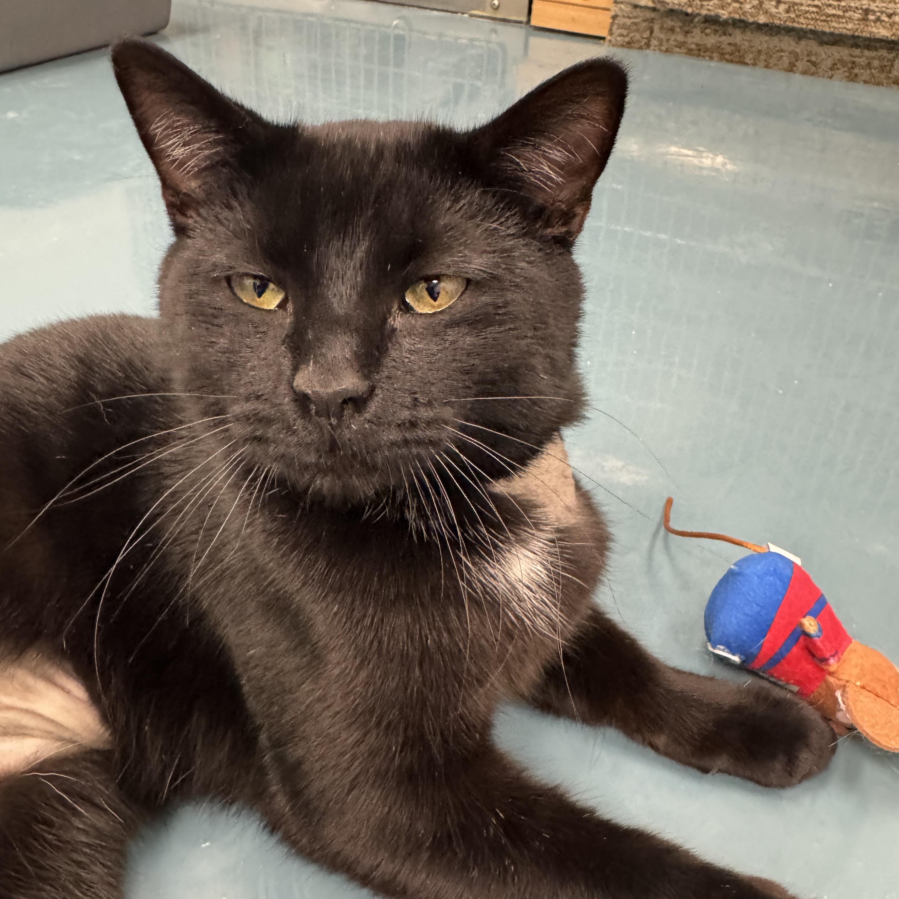 Enlarge Toby, a Adoptable Domestic Short Hair in Crystal Lake, IL image 4/5