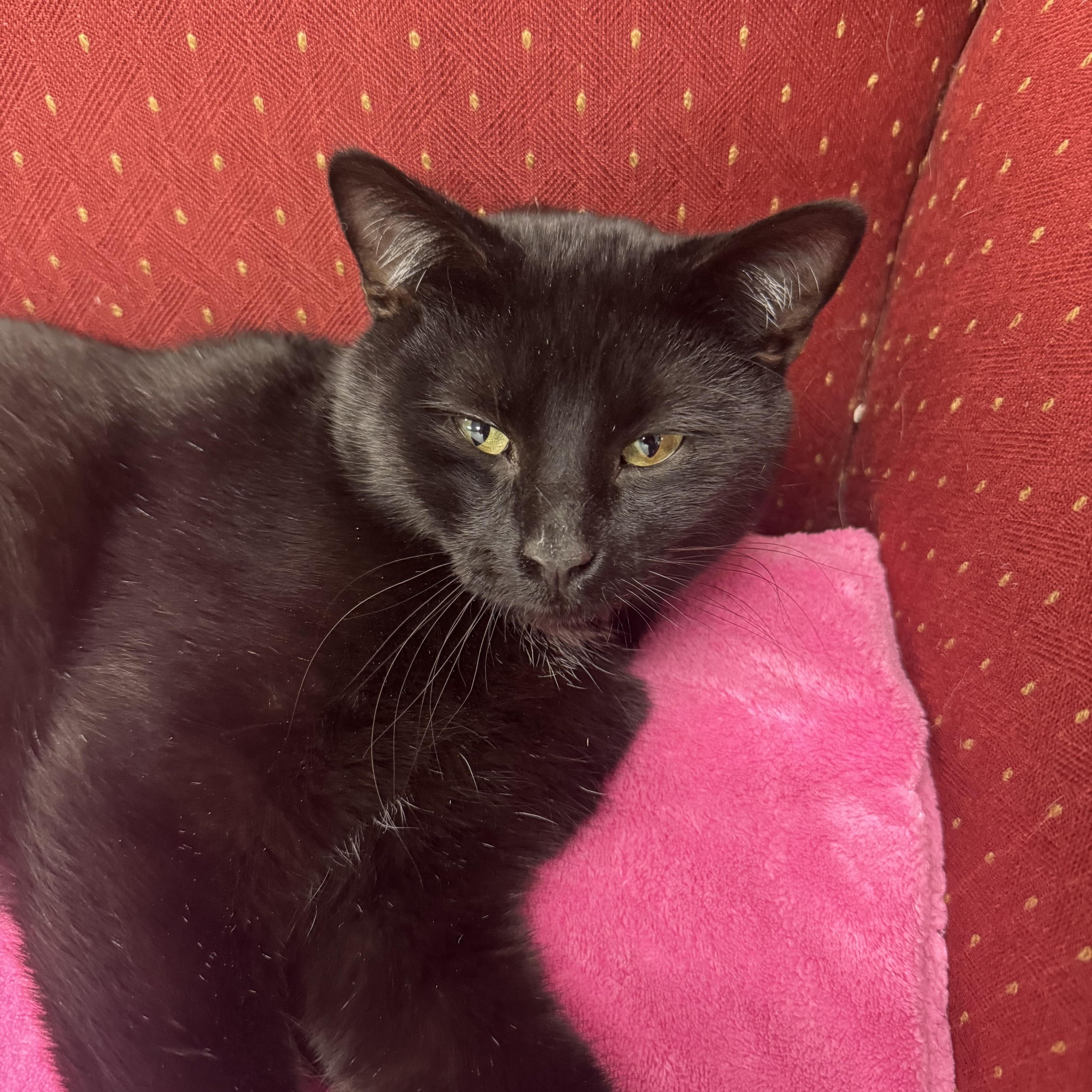 Enlarge Toby, a Adoptable Domestic Short Hair in Crystal Lake, IL image 5/5