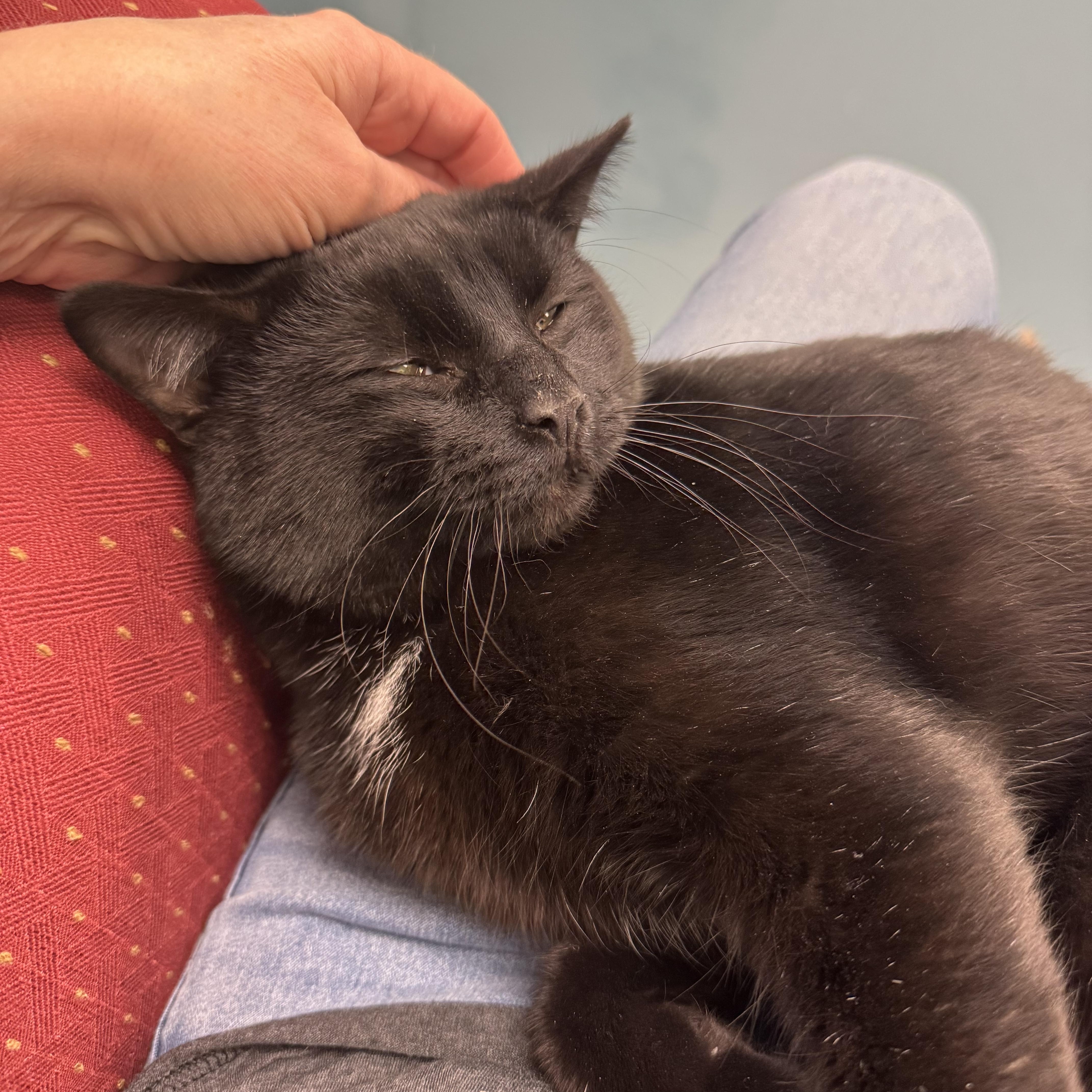 Enlarge Toby, a Adoptable Domestic Short Hair in Crystal Lake, IL image 3/5