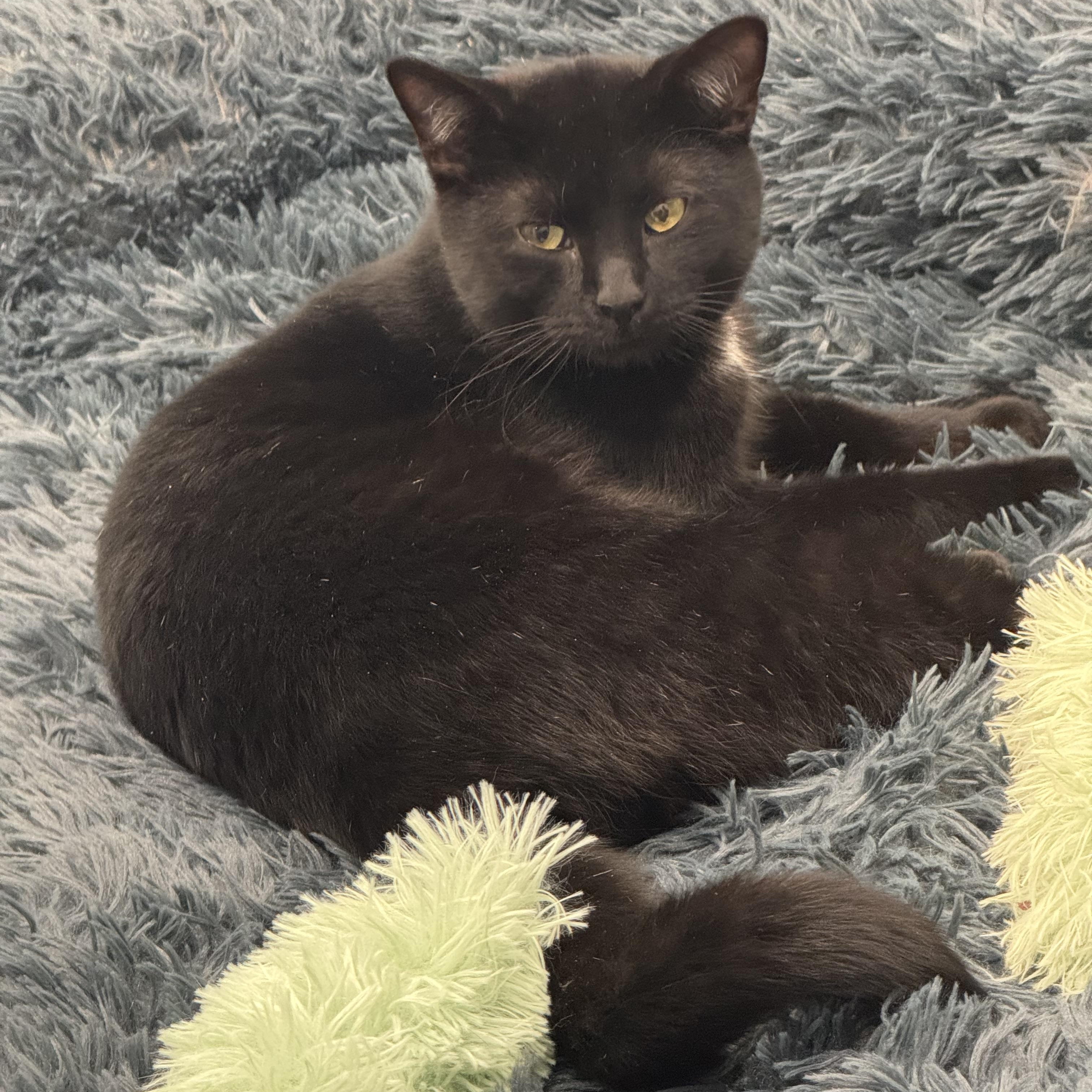 Enlarge Toby, a Adoptable Domestic Short Hair in Crystal Lake, IL image 1/5