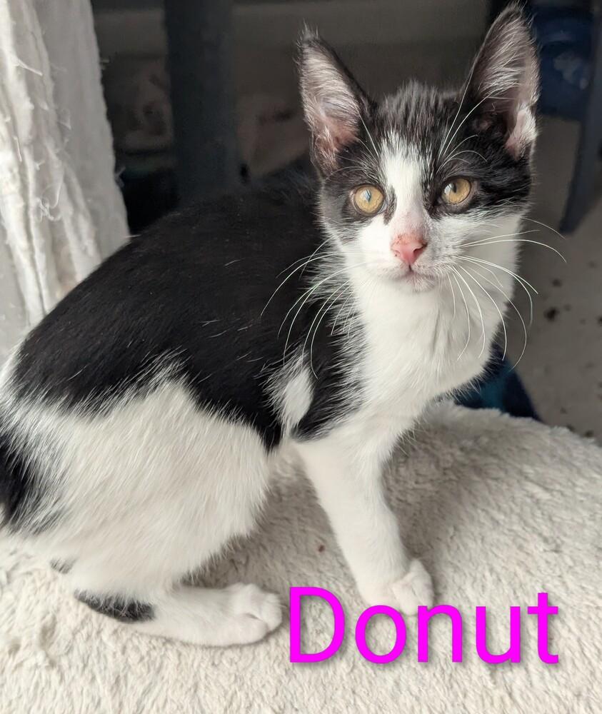 Donut, Adoptable, Kitten Female Domestic Short Hair.