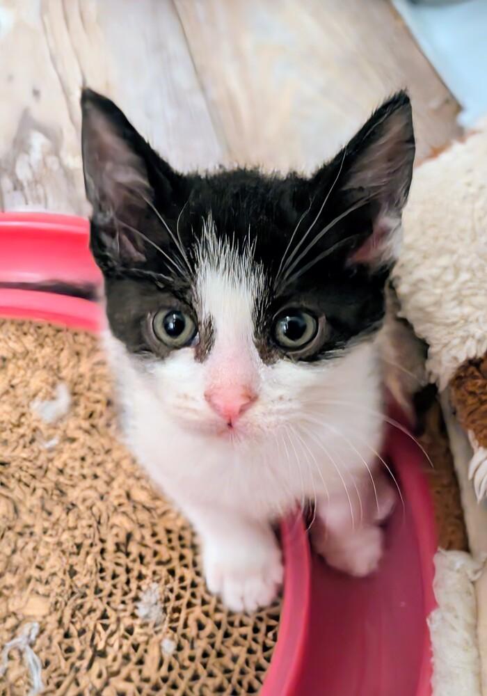 Donut, a Adoptable Domestic Short Hair in Springdale, PA image 2/5