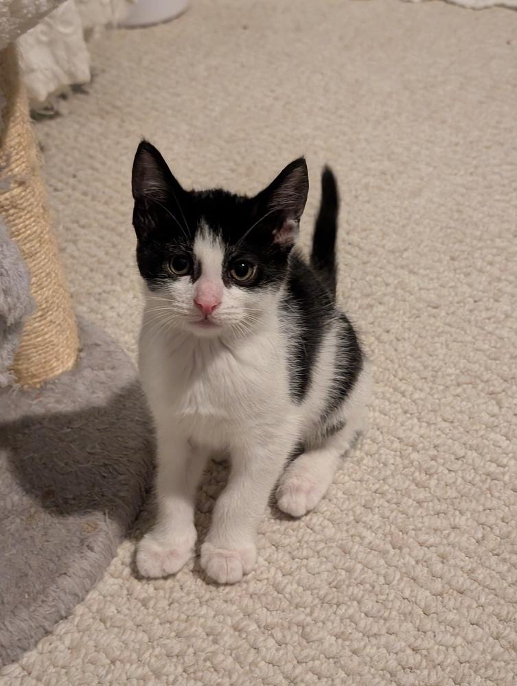 Donut, a Adoptable Domestic Short Hair in Springdale, PA image 3/5