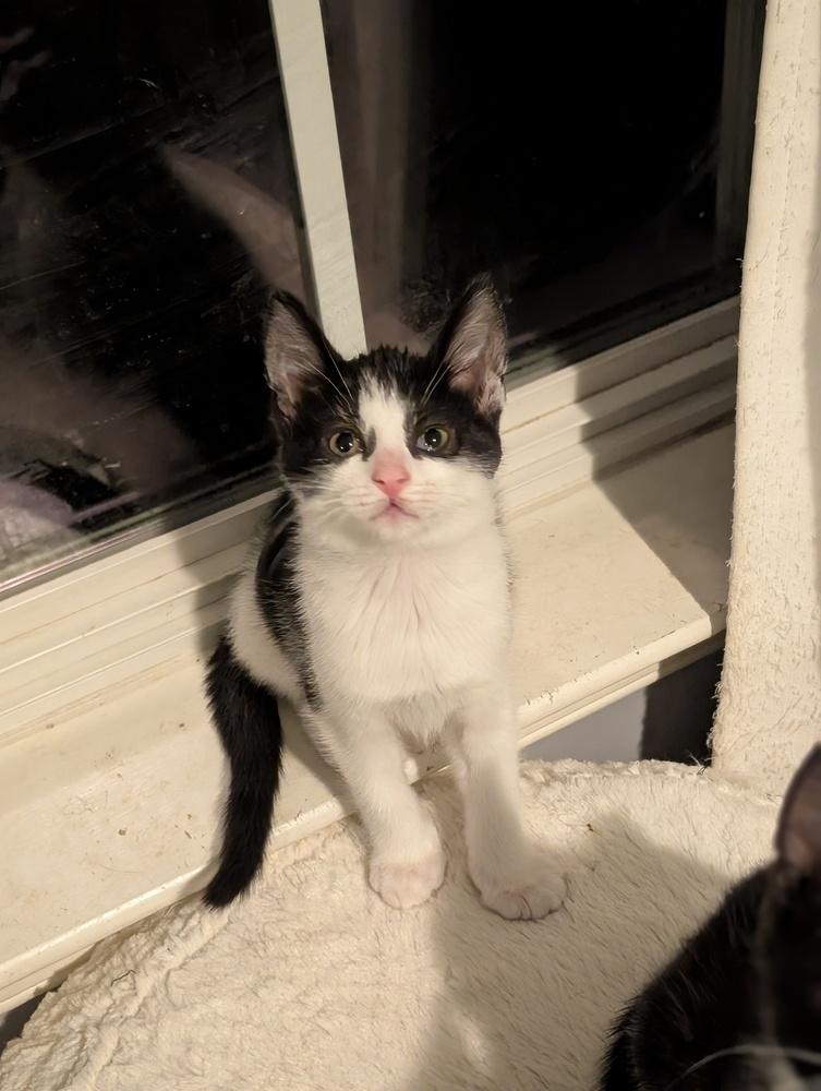 Donut, a Adoptable Domestic Short Hair in Springdale, PA image 4/5