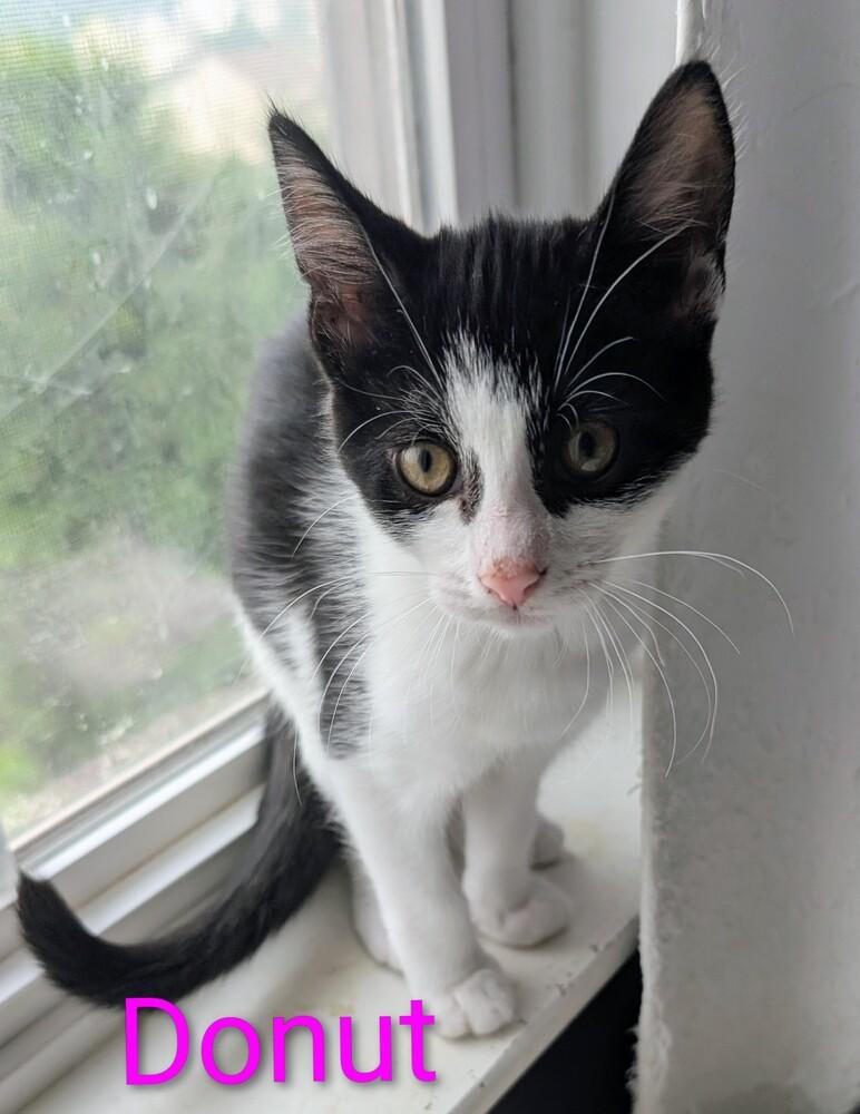 Donut, a Adoptable Domestic Short Hair in Springdale, PA image 5/5