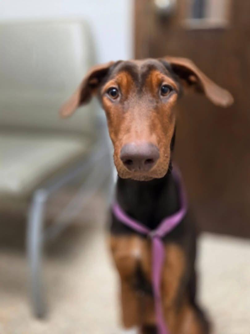 Sugarplum 3497, Adopted, Young Female Doberman Pinscher.