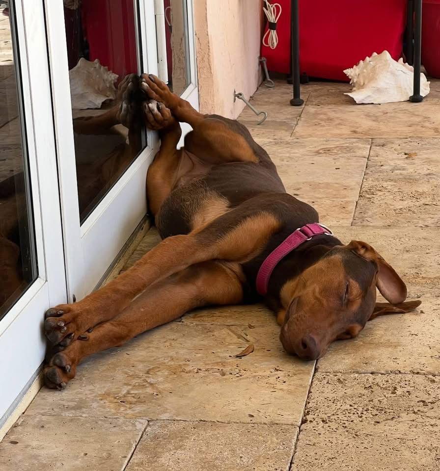 Enlarge Sugarplum 3497, a Adopted Doberman Pinscher in Oakland Park, FL image 2/3